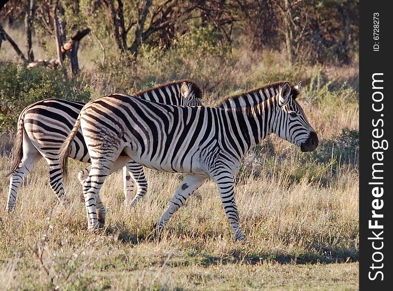 Two Burchells Zebras in the Free State Province, South Africa. Two Burchells Zebras in the Free State Province, South Africa.
