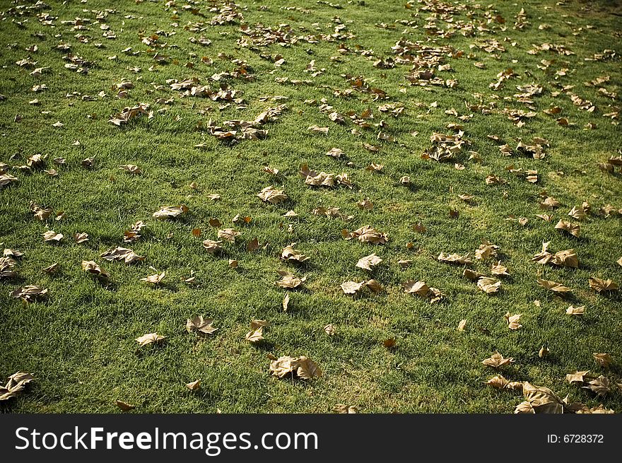 Autumn leaves on grass