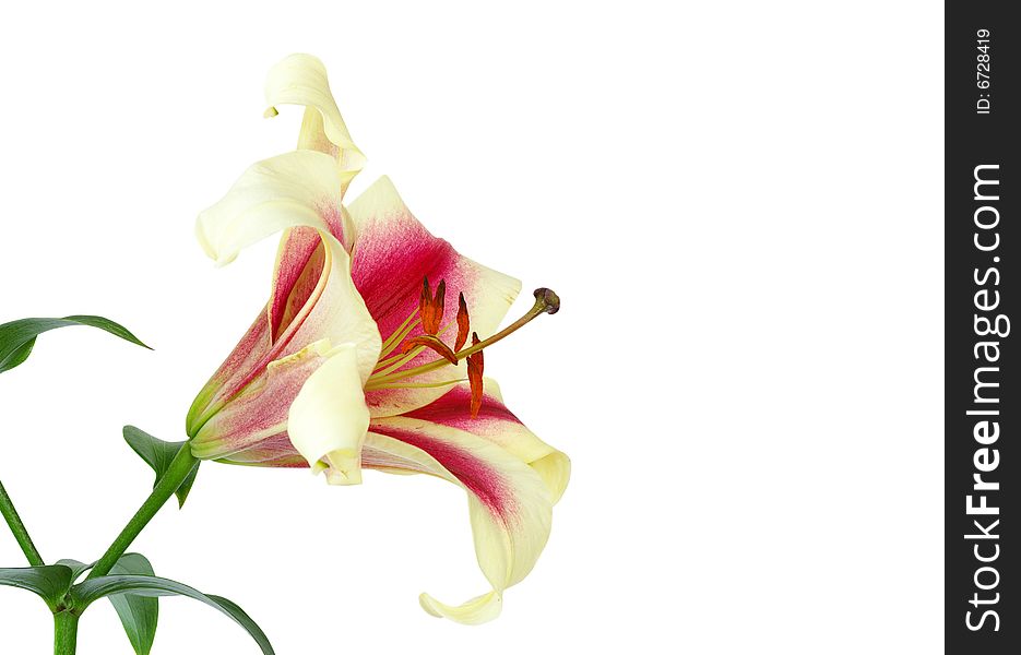 Pink lily flower isolated on a white