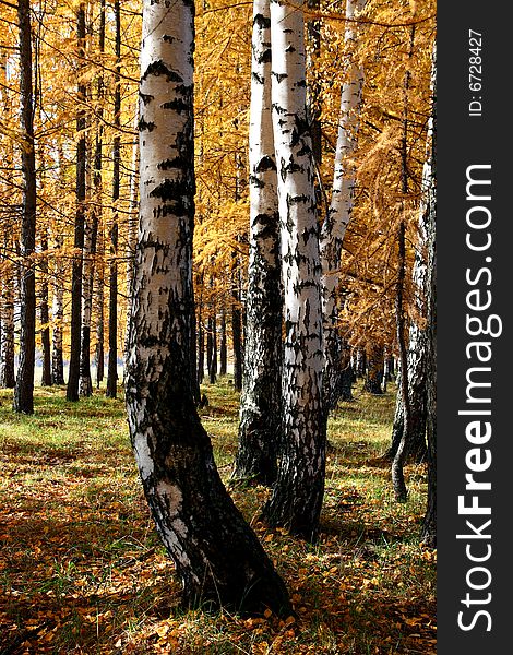 Birch and larch trees in autumn forest. Birch and larch trees in autumn forest