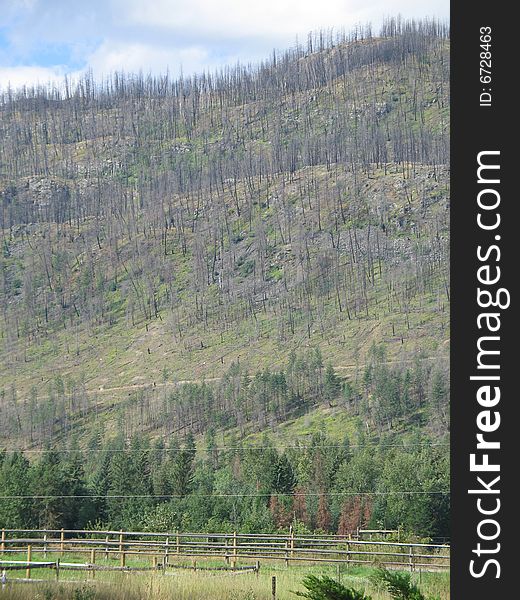 A large mountain after a forest fire