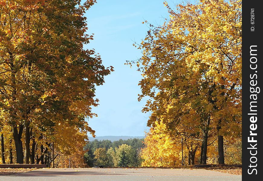 Bright Golden Autumn In Park With Maples