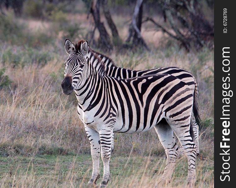 Burchell's Zebra in the Free State, South Africa. Burchell's Zebra in the Free State, South Africa.