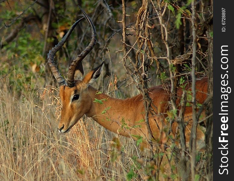 A male Impala antelope in thick vegetation in South Africa. A male Impala antelope in thick vegetation in South Africa.