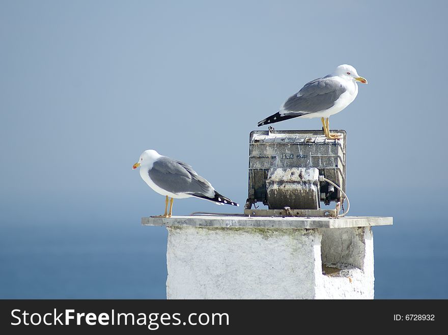 Two gulls at a chimney. Picture is taken at cascais, Portugal. Two gulls at a chimney. Picture is taken at cascais, Portugal.