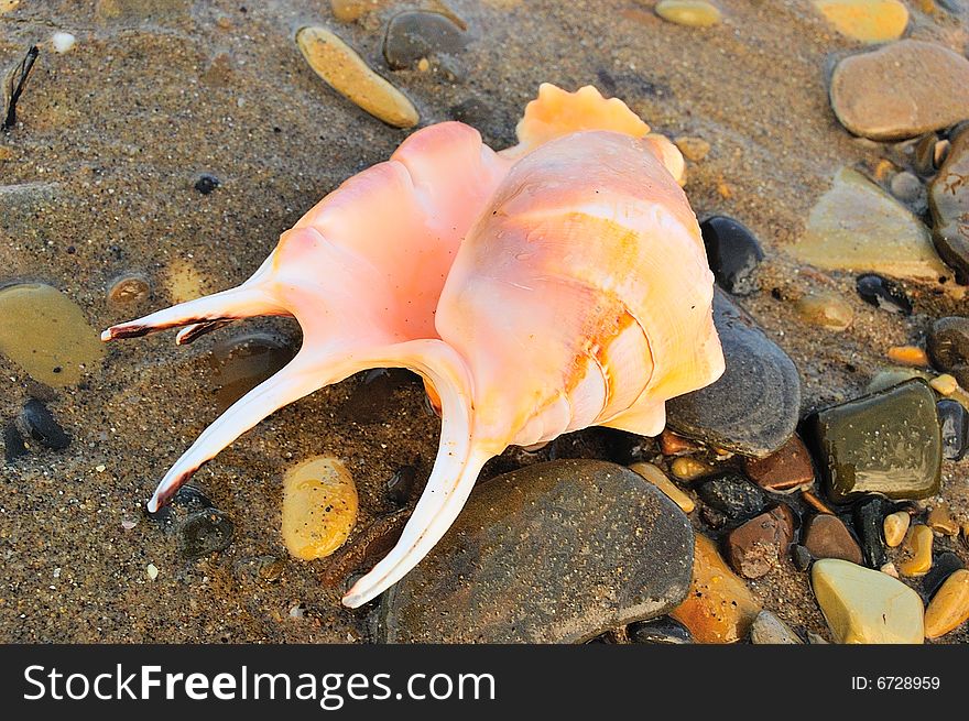 Closeup of sea shell over wet sand. Closeup of sea shell over wet sand