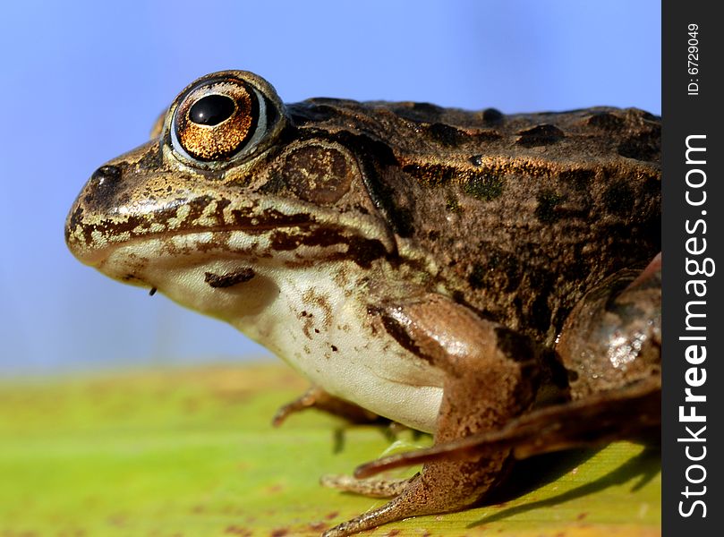 Leaves of Grass on the frog, close-up face. Leaves of Grass on the frog, close-up face.