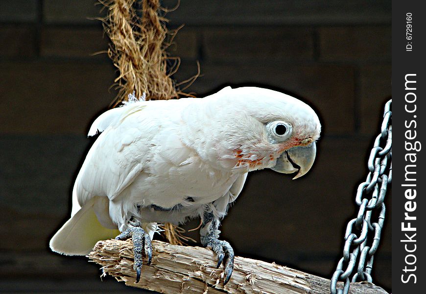 Curious parrot on a branch. Photography. Curious parrot on a branch. Photography