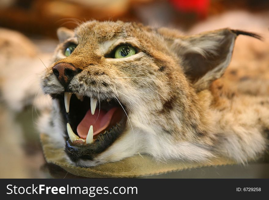Scare-crow of head of lynx by close-up. Scare-crow of head of lynx by close-up