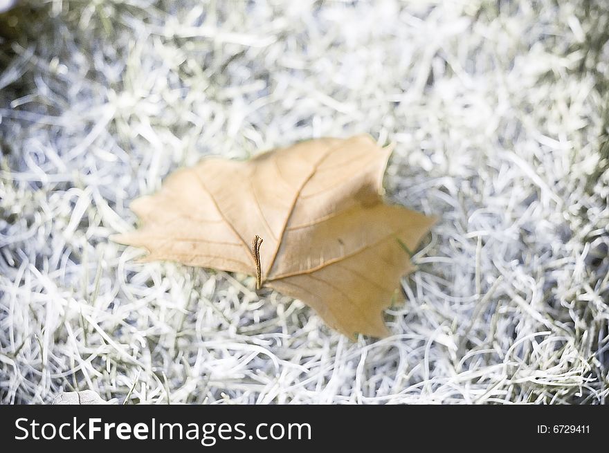 The last dry leaf on white grass