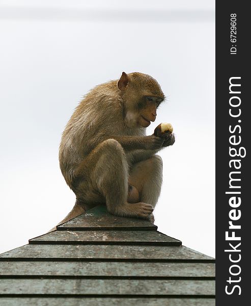 A beautiful monkey at rhe top of a roof. A beautiful monkey at rhe top of a roof