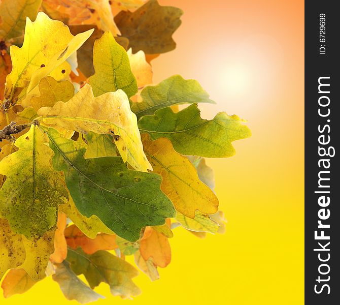 Autumn colorful leaves and sun background. Autumn colorful leaves and sun background