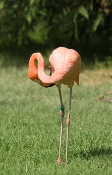 Pink Flamingo Royalty Free Stock Photography Pink Flamingo Royalty Free Stock Photography