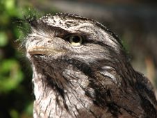 Tawny Frog Mouth Owl Royalty Free Stock Photos