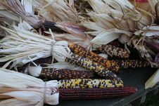 Indian Corn Royalty Free Stock Photos