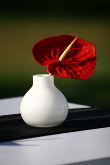Flower In Vase Stock Image