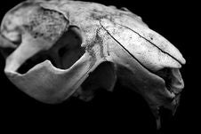 Skull Animal Closeup Stock Photo Skull Animal Closeup Stock Photo