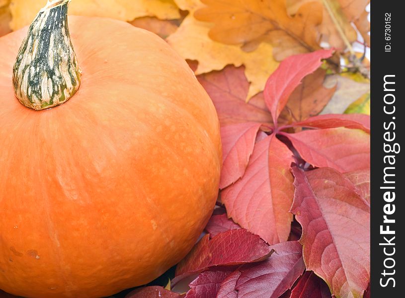 Pumpkin and autumn leafs over white