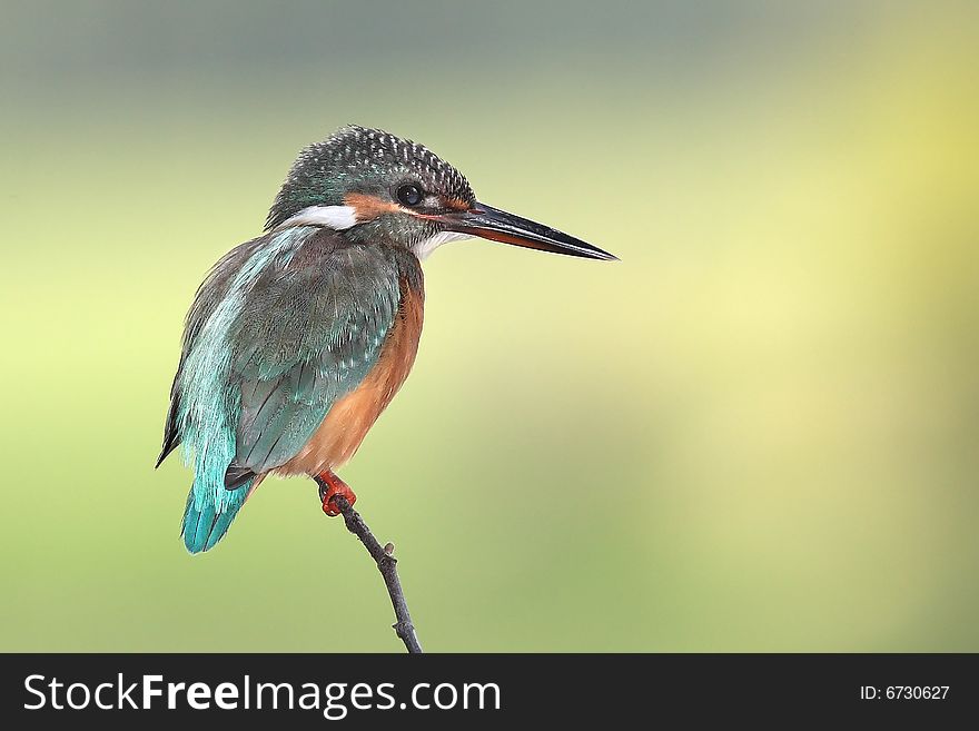 Kingfisher With Clean Background