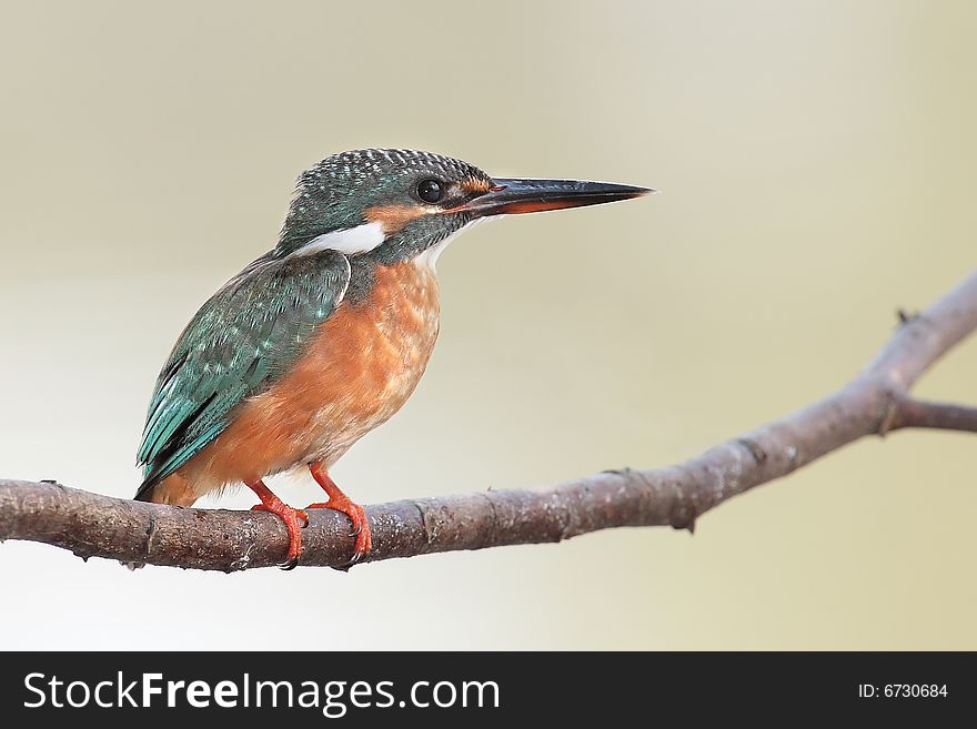 A common kingfisher perching on a branch after food. A common kingfisher perching on a branch after food...