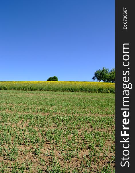 Photo of a cornfield in Germany. crispy details and fantastic summer light showing crops, corn and oilseed