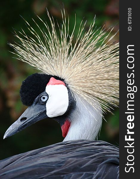 Closeup profile Grey Crowned Crane. Closeup profile Grey Crowned Crane
