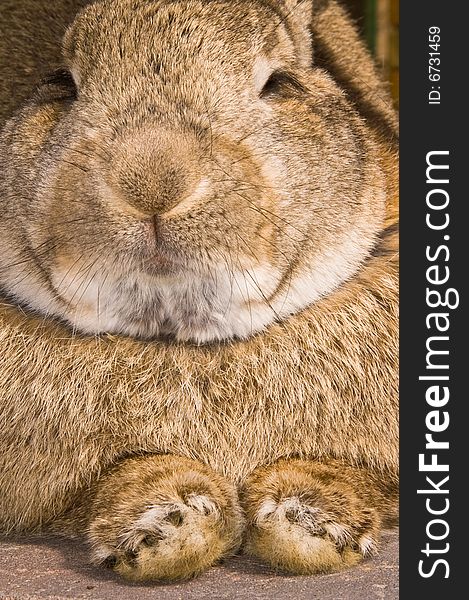 Close up of a rabbit in resting mode. Close up of a rabbit in resting mode