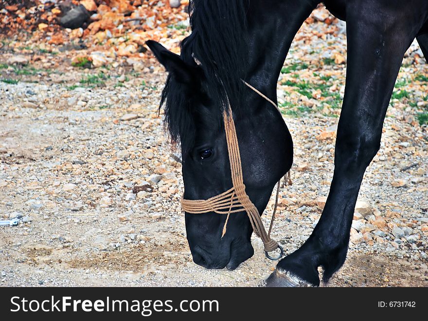 Beautiful black horse walking on country road