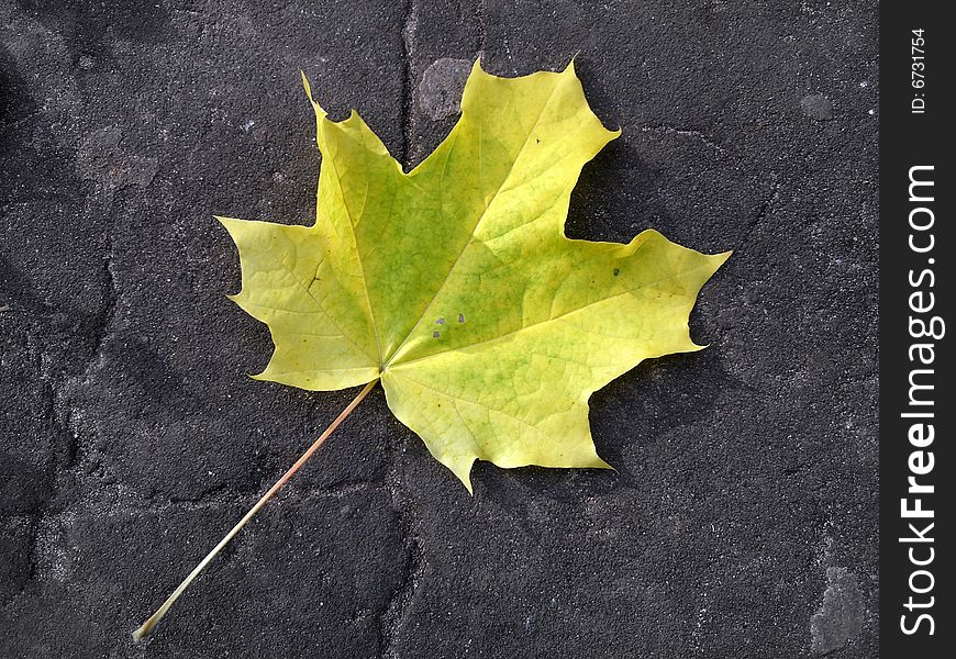 Maple Leaf On Road