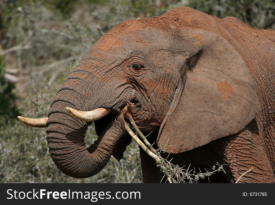 African elephant eating thorny tree in the wild