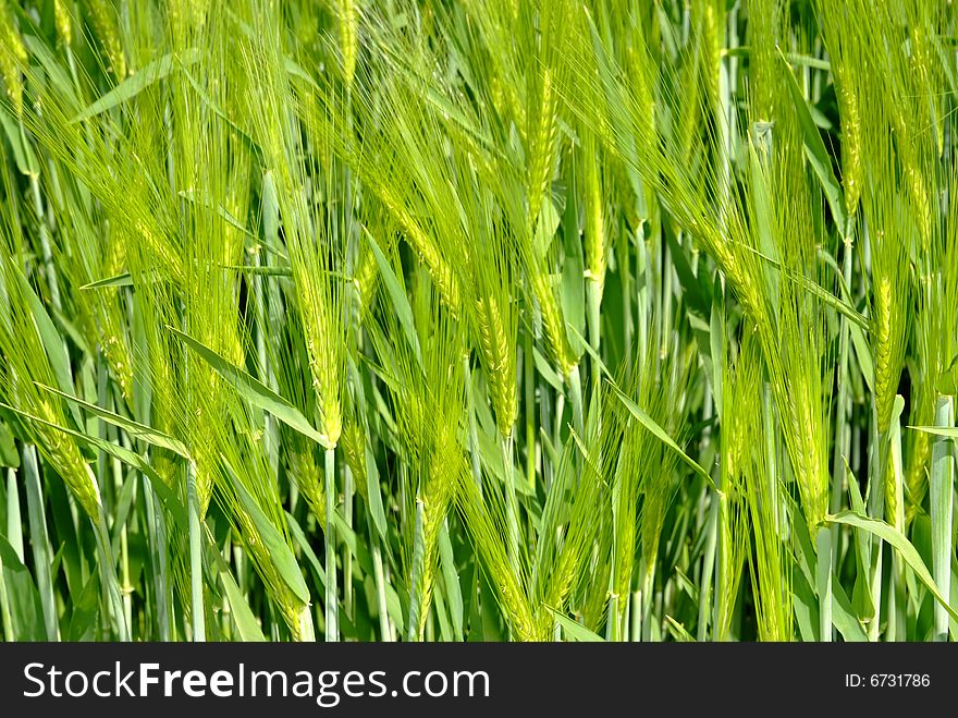 Close up photo in cornfield. crispy details and fantastic summer light and green colours