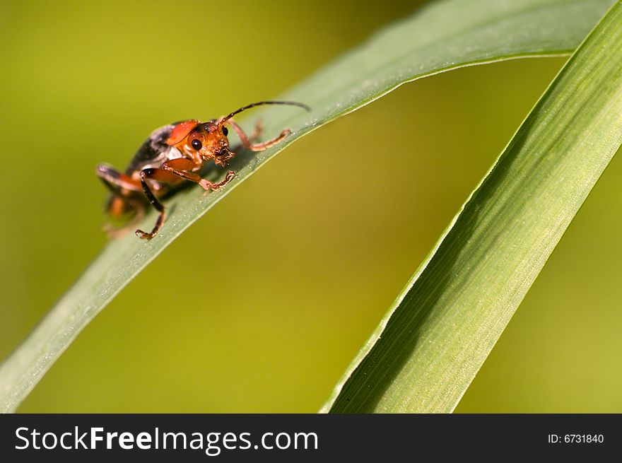 Common soldier beetle on leaf