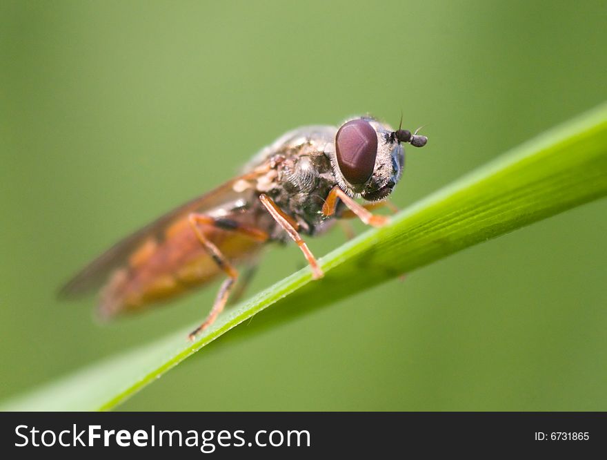 Hover Fly on a blade of grass