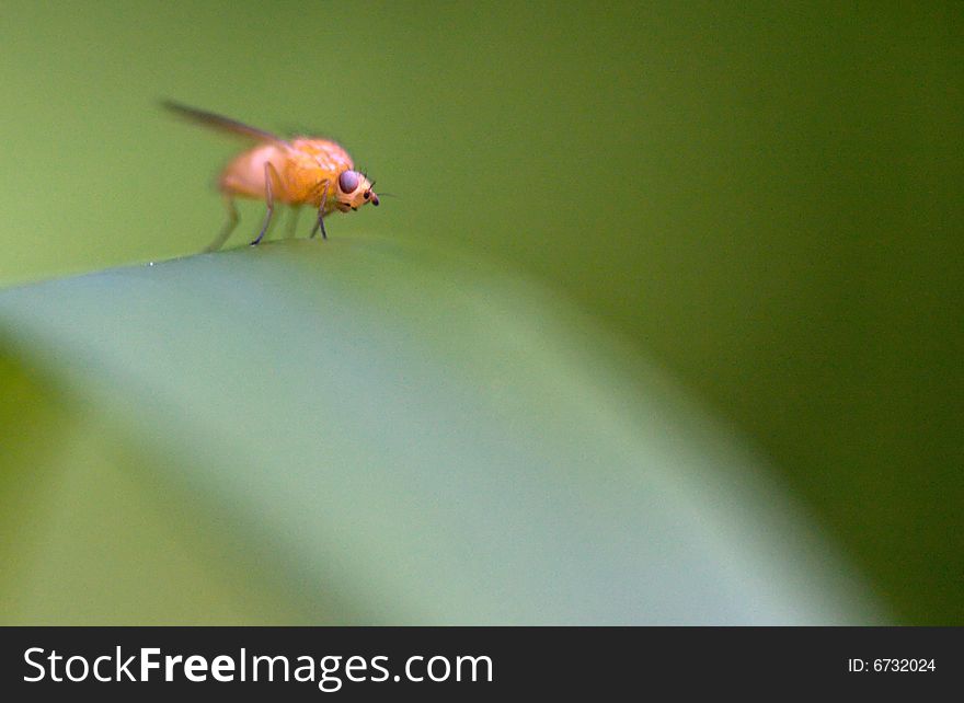Small fly on a blade of grass