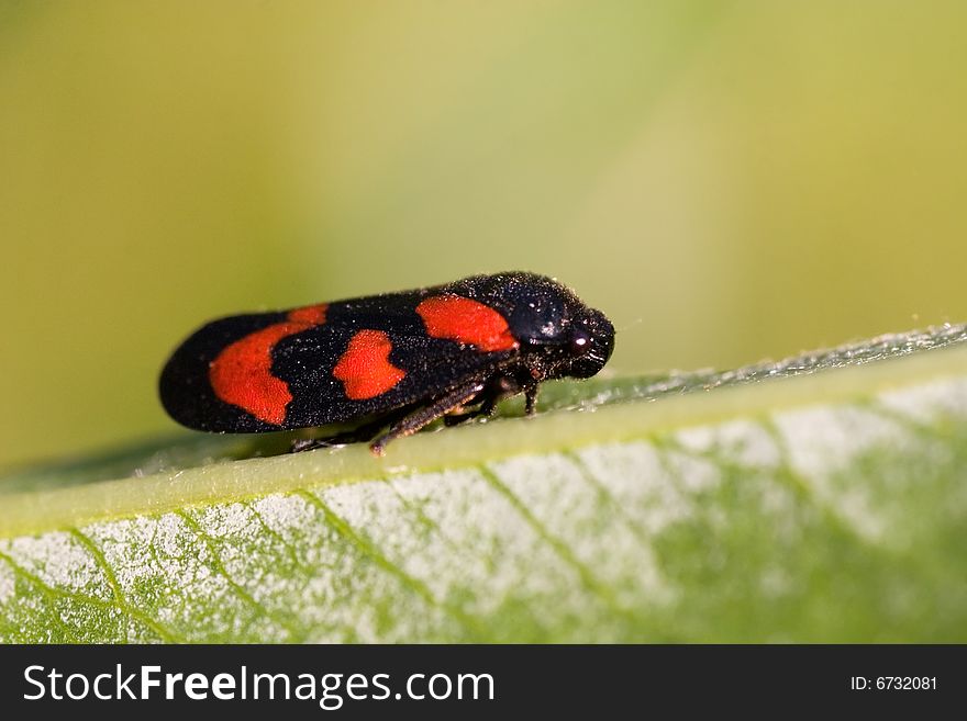 Black and red bug on a plant