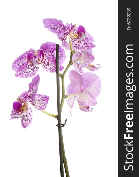Orchidee Pink Isolated On White
