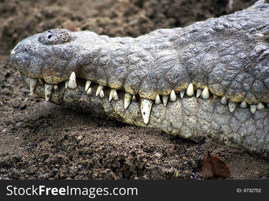 Crocodile close up of face