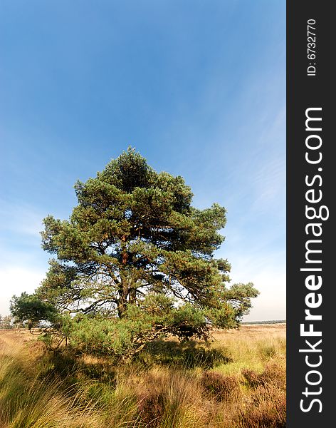 Solitaire pine tree on heathland in autumn