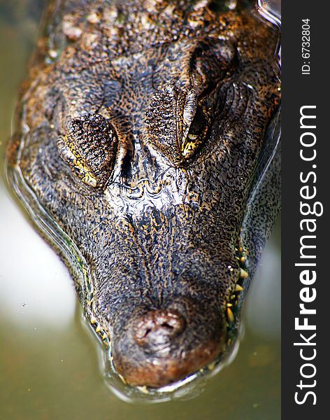Crocodile close up of face
