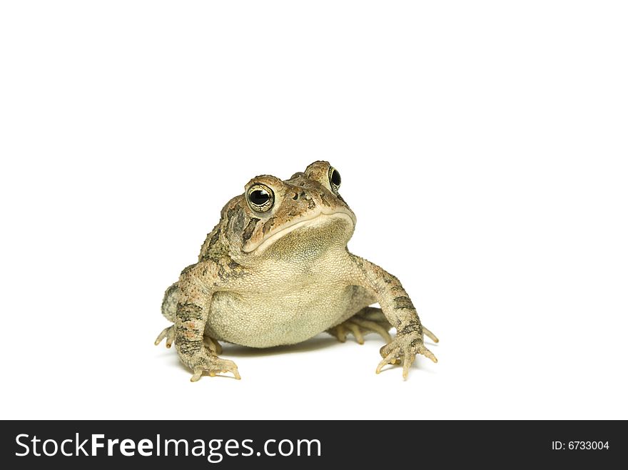 Southern Toad (Bufo terrestris) Isolated on a white background. Southern Toad (Bufo terrestris) Isolated on a white background