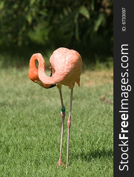 With their bright feathers and strongly hooked bills, flamingos are among the most easily recognized waterbirds. Their pink or reddish color comes from the rich sources of carotenoid pigments (like the pigments of carrots) in the algae and small crustaceans that the birds eat. With their bright feathers and strongly hooked bills, flamingos are among the most easily recognized waterbirds. Their pink or reddish color comes from the rich sources of carotenoid pigments (like the pigments of carrots) in the algae and small crustaceans that the birds eat.