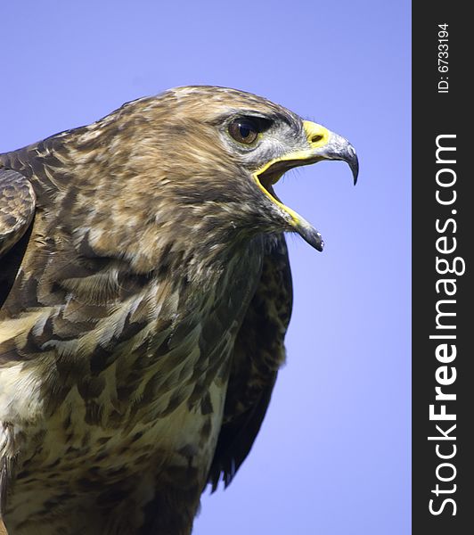 Portrait of a buzzard shouting