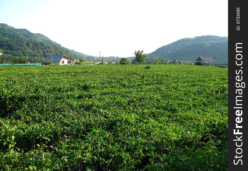 Tea Plantation located in mountains