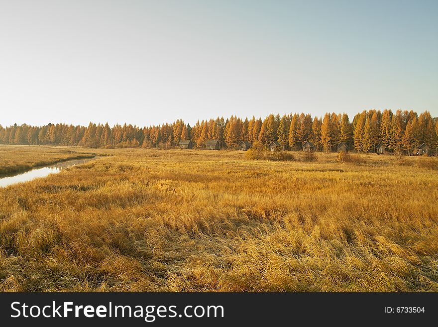 A view of morning grassland and forest.