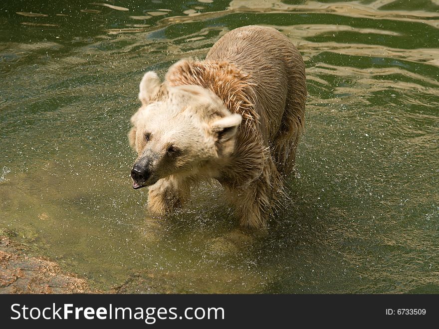 Brown Syrian Bear (Ursus arctos syrianus) is the smallest subspecies of Brown Bear.
They are omnivorous, eating almost any type of food, including meat, grass, and fruits.