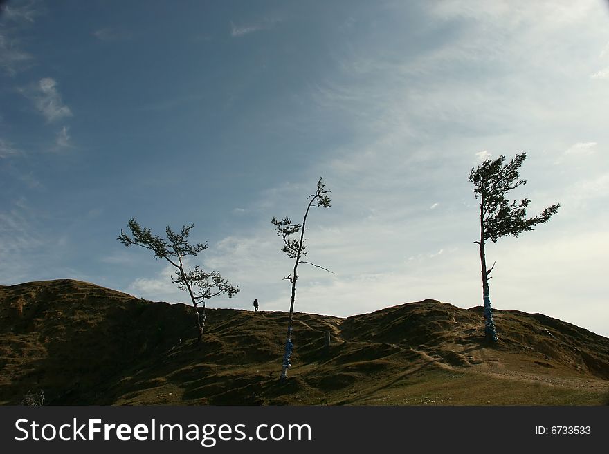 Three dry conifers and a man