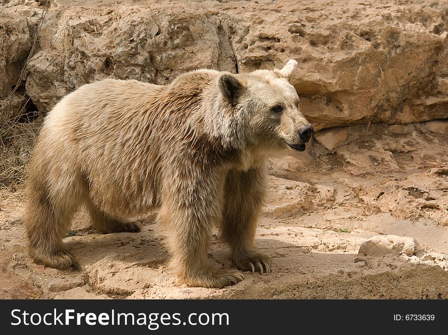 Brown Syrian Bear (Ursus arctos syrianus) is the smallest subspecies of Brown Bear. They are omnivorous, eating almost any type of food, including meat, grass, and fruits.