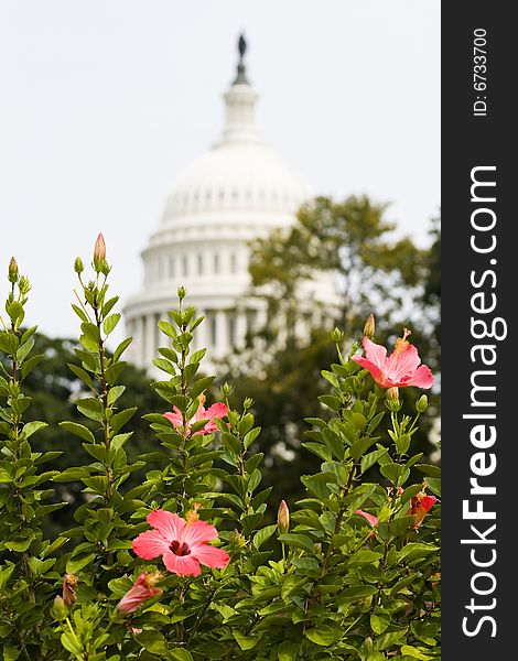 Focus on Flowers with the Capitol defocused on the background.