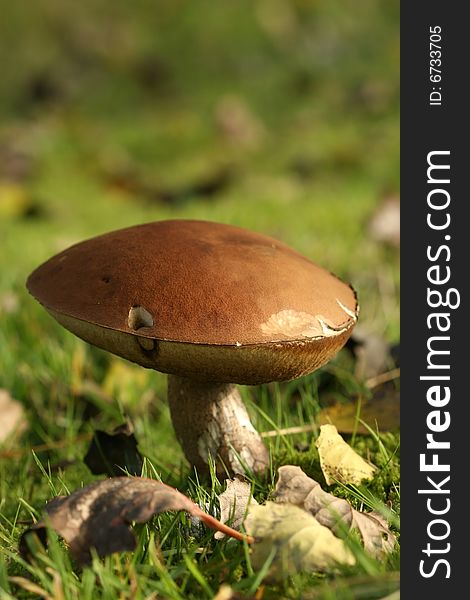 Autumn scene: big brown mushroom with leafs. Autumn scene: big brown mushroom with leafs