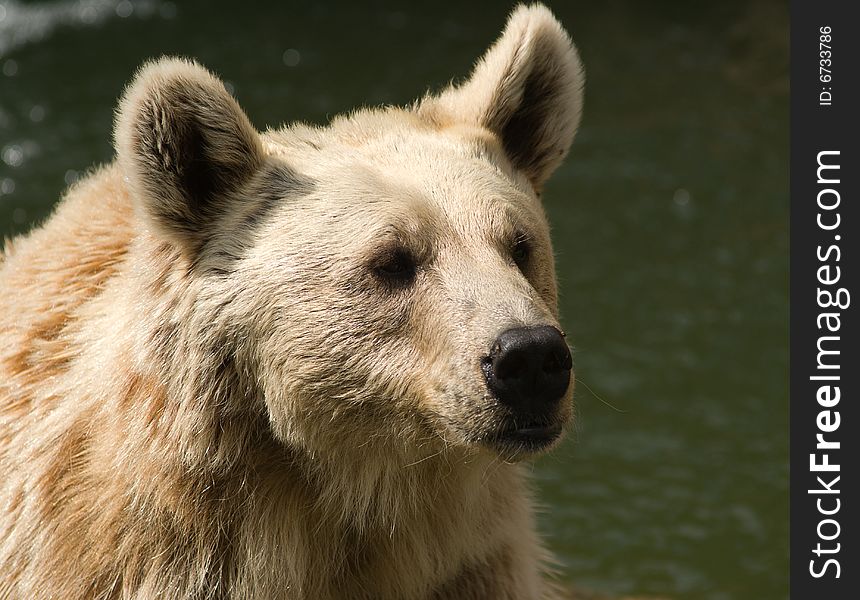 Brown Syrian Bear (Ursus arctos syrianus) is the smallest subspecies of Brown Bear. They are omnivorous, eating almost any type of food, including meat, grass, and fruits.